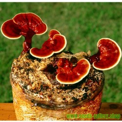 Reishi - Glänzende Lackporling - Myzel - Samen (Ganoderma lucidum)