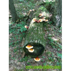 Lingzhi Mushroom Or Reishi Mushroom, Mycelium, Spores, Seeds