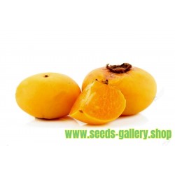 Zlatna Jabuka Seme - vrlo mirisno, ukusno, jedinstveno, retko voce (Diospiros decandra)