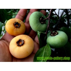 Seed Gold-Apple - Very fragrant Delicious unique Rare (Diospyros decandra)