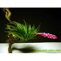 Luftpflanze - Tillandsia Ionantha Samen