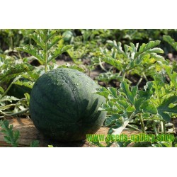 JANOSIK Gelbe Wassermelone 100 Samen