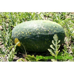 Watermelon Moon and Stars, Yellow Fleshed - 100 Seeds