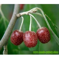 Japanese Silverberry - Autumn Olive Seeds (Elaeagnus umbellata)