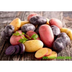 “Salute“ Multi Colored Potato Seeds