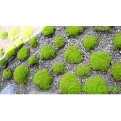 Irish Moss, Carrageen Moss Seeds (Chondrus Crispus)