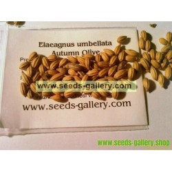 Graines de BAIES D'ARGENT (Elaeagnus Umbellata)
