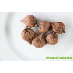 Heartnut Seeds - Juglans Ailantifolia Cordiformis