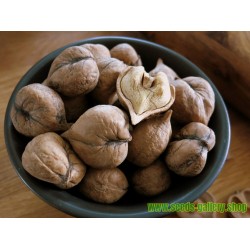 Heartnut Seeds - Juglans Ailantifolia Cordiformis