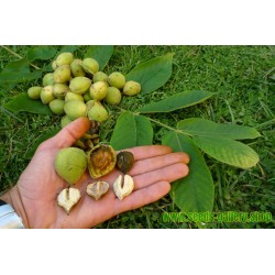 Semi di Noce (frutto) a Forma di Cuore - Juglans Ailantifolia Cordiformis