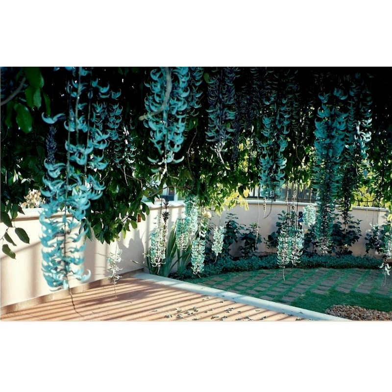 Turquoise Jade Vine Emerald Vine Seeds (Strongylodon macrobotrys)