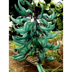 Turquoise Jade Vine - Emerald Vine Seeds (Strongylodon macrobotrys)