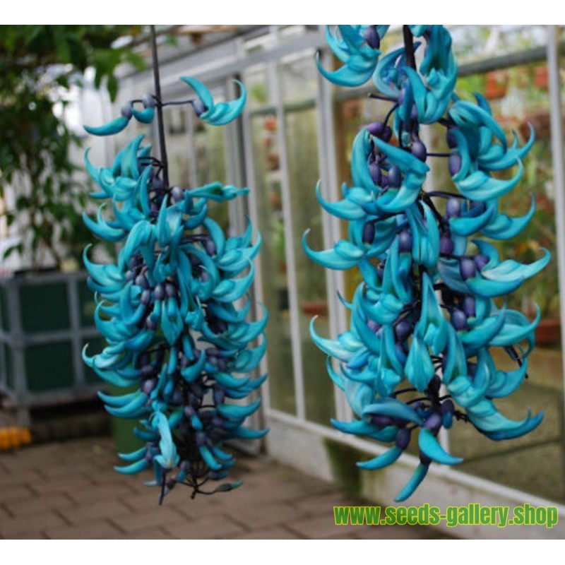 10 PCS/Paquet Endangered Jade Vine Strongylodon macrobotrys de Graines de fleurs vivaces Fragrant fleur bleue Graines pour jardin 