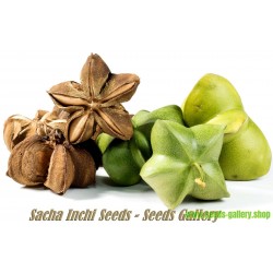 10 Seeds Sacha Inchi,Mountain Peanut,Plukenetia Volubilis,Thai Genuine Original 