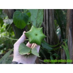 Sacha Inchi Seme - Cudesna Biljka Iz Amazona (Plukenetia volubilis)