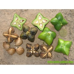 Sementes de Sacha Inchi, Amendoim-Inca (Plukenetia volubilis)