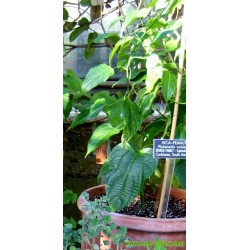 Inca Nut, Sacha Inchi, Sacha Peanut Seeds (Plukenetia volubilis)