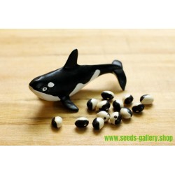Calypso - Orca - Yin Yang Bean Seeds