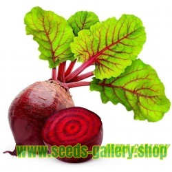 Beetroot 1000 Seeds - Egyptian