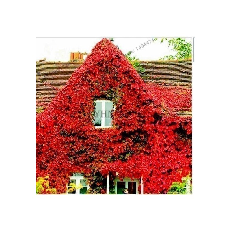 Semi di Edera Comune (Hedera helix) | 2,15 €