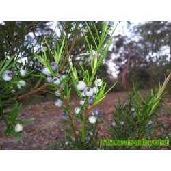 Midgen Berry Seeds (Austromyrtus dulcis)