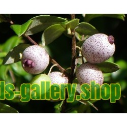 Graines de Midgen Berry (Austromyrtus dulcis)