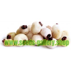 Semillas de Mirto dulce de Australia (Austromyrtus dulcis)