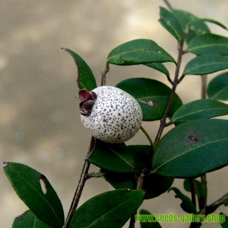 Graines de Midgen Berry (Austromyrtus dulcis)
