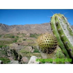 Graines de Chona – Guacalla - Sanky (Corryocactus brevistylus)