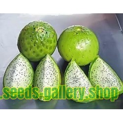 Chona – Guacalla - Sanky Seeds (Corryocactus brevistylus)