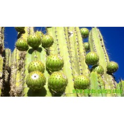 Chona – Guacalla - Sanky Seme – Ukusno Voce (Corryocactus brevistylus)