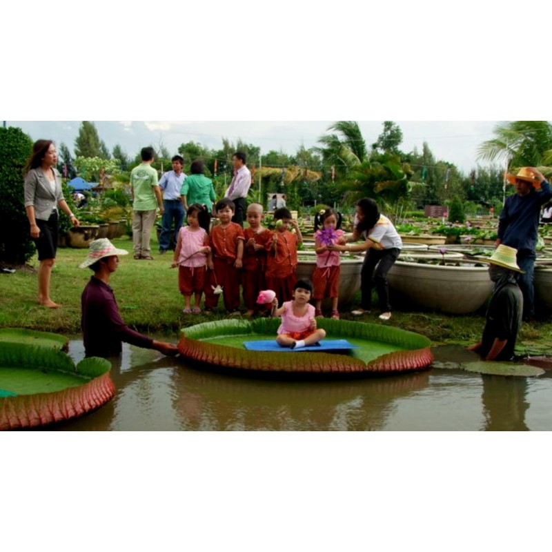 Semi di Giglio D'ACQUA GIGANTE - Lotus (Victoria amazonica)