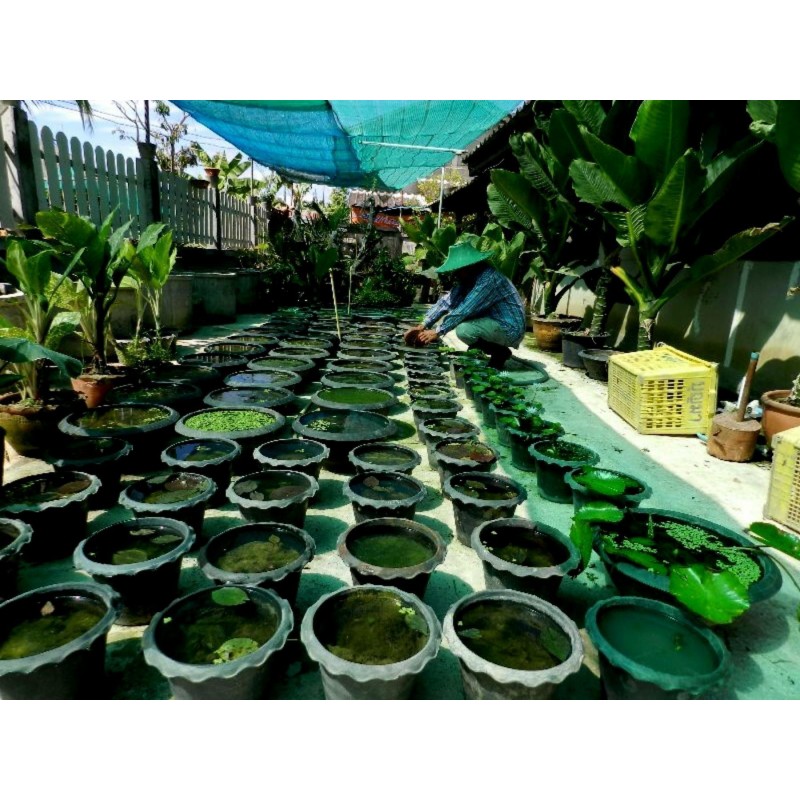 Graines de NÉNUPHAR GÉANT (Victoria amazonica)