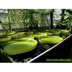 Semillas Nelumbonaceae Lirio de agua gigante (Victoria amazonica)
