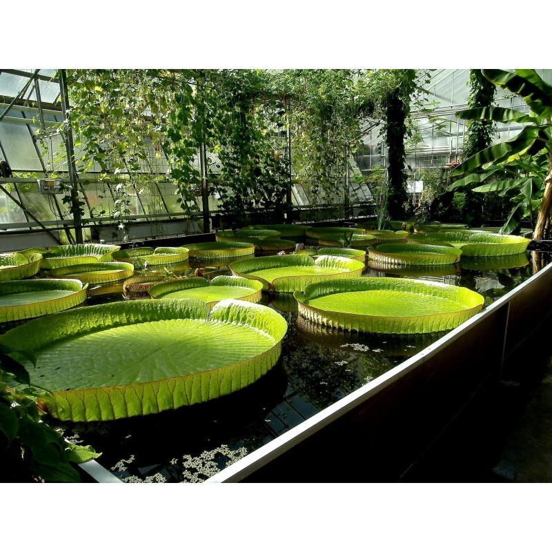 Graines de NÉNUPHAR GÉANT (Victoria amazonica)