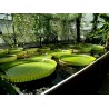 Graines de NÉNUPHAR GÉANT (Victoria amazonica)