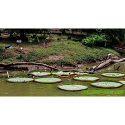 Dzinovski Amazonski Lotus (Victoria amazonica)