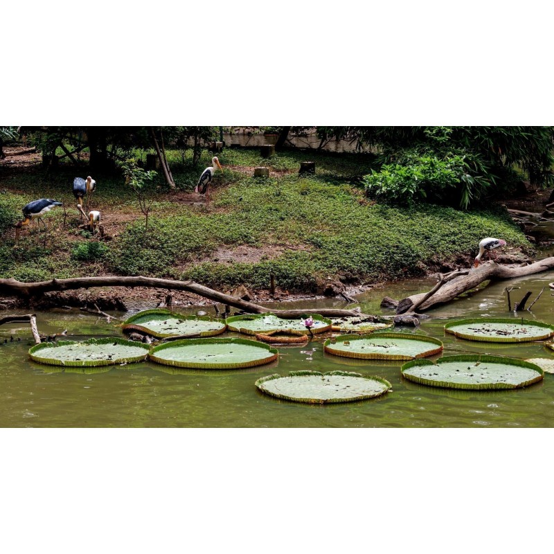 Amazonas Riesenseerose Samen (Victoria amazonica)