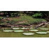 Graines de NÉNUPHAR GÉANT (Victoria amazonica)