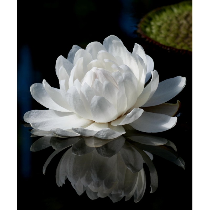 Graines de NÉNUPHAR GÉANT (Victoria amazonica)