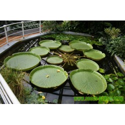 Semillas Nelumbonaceae Lirio de agua gigante (Victoria amazonica)