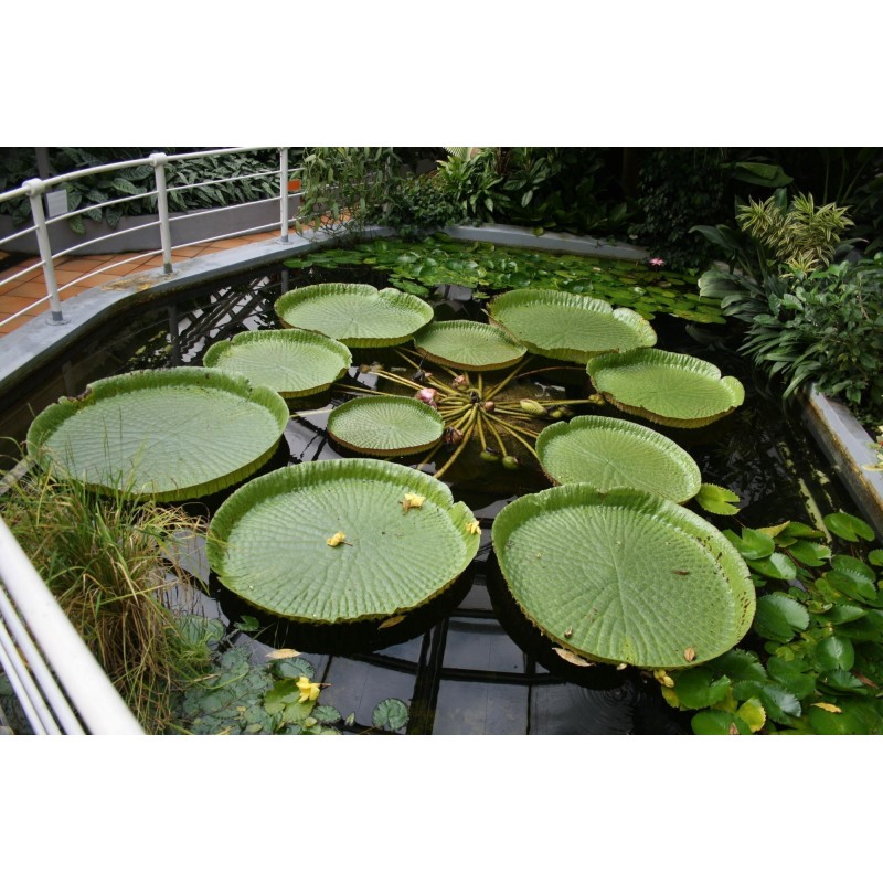 Graines de NÉNUPHAR GÉANT (Victoria amazonica)