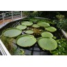 Graines de NÉNUPHAR GÉANT (Victoria amazonica)