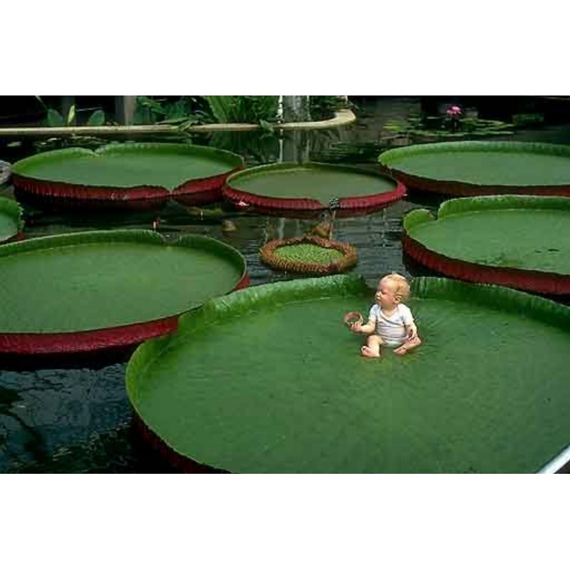 Graines de NÉNUPHAR GÉANT (Victoria amazonica)