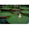 Semi di Giglio D'ACQUA GIGANTE - Lotus (Victoria amazonica)