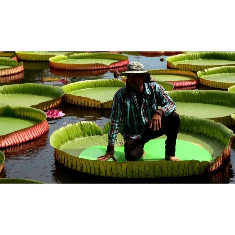 Graines de NÉNUPHAR GÉANT (Victoria amazonica)