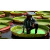 Amazonas Riesenseerose Samen (Victoria amazonica)