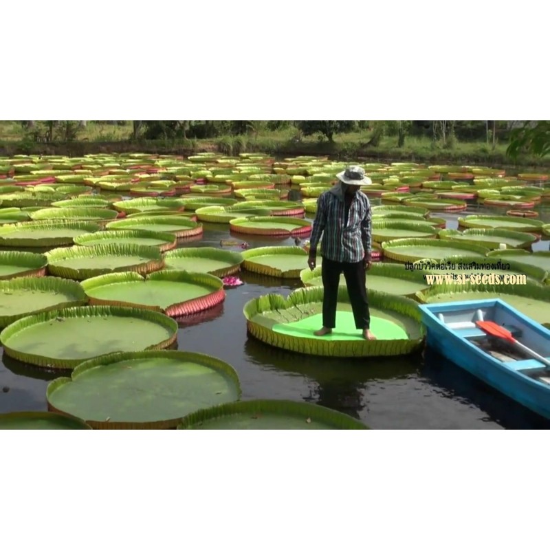 Graines de NÉNUPHAR GÉANT (Victoria amazonica)