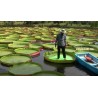 Graines de NÉNUPHAR GÉANT (Victoria amazonica)