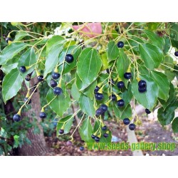 Semi di Cannella - L’albero della canfora (Cinnamomum camphora)